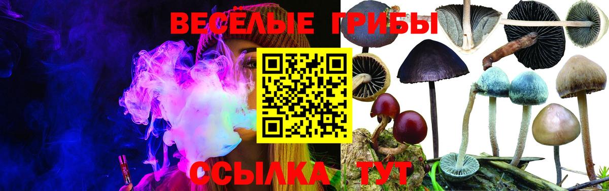 Псилоцибиновые грибы Magic Shrooms  Вход с VPN  Галлюциногенные грибы GOLDEN TEACHER  Соль-Илецк 